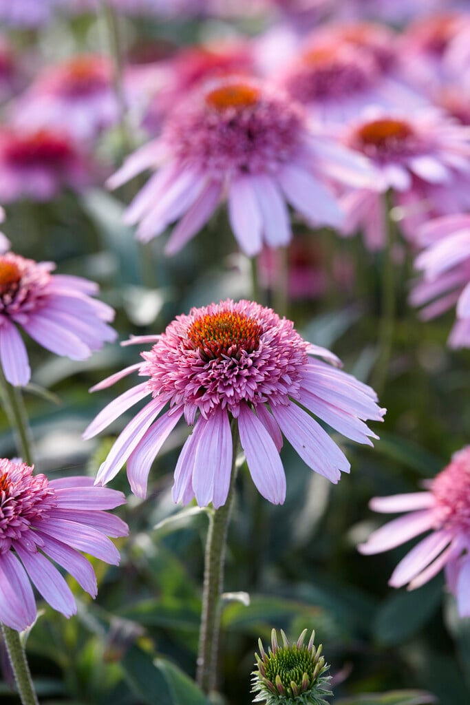 purple coneflower 'Pink Sorbet'