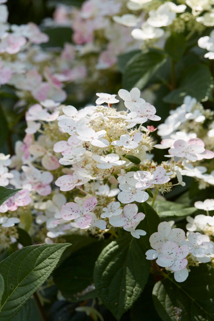 hydrangea [Early Sensation]