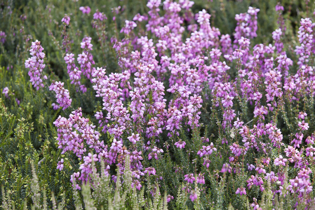 bell heather 'Sandpit Hill'