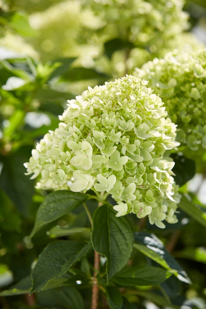 panicled hydrangea 'Jane'