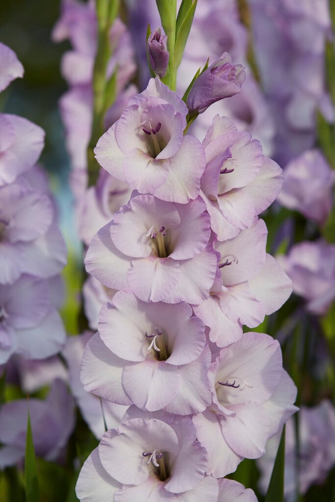 <em>Gladiolus</em> 'Lakeland'<sup>PBR</sup> (L)