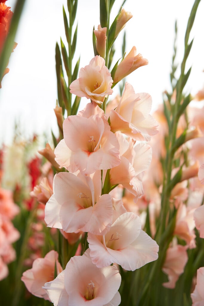<i>Gladiolus</i> 'Rigoletto' (L)