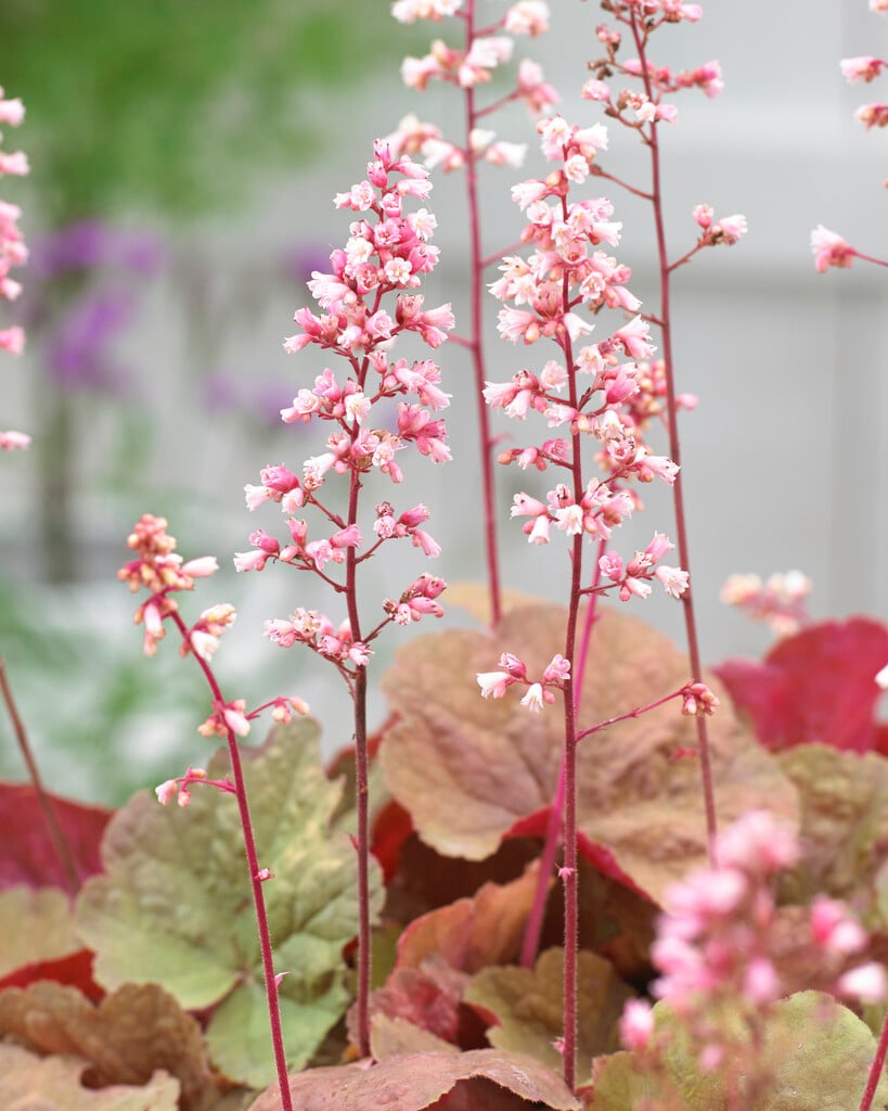 alum root 'Pink Pearls'