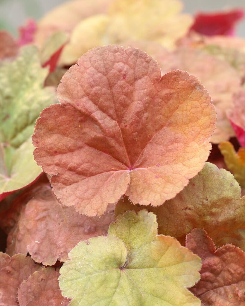 alum root 'Pink Pearls'