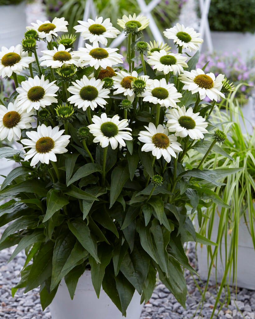 coneflower [SunSeekers White]