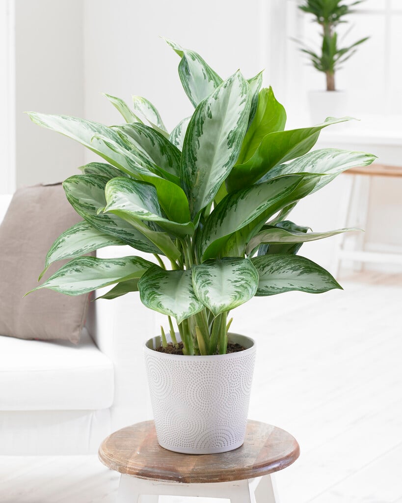 Chinese evergreen 'Silver Bay'