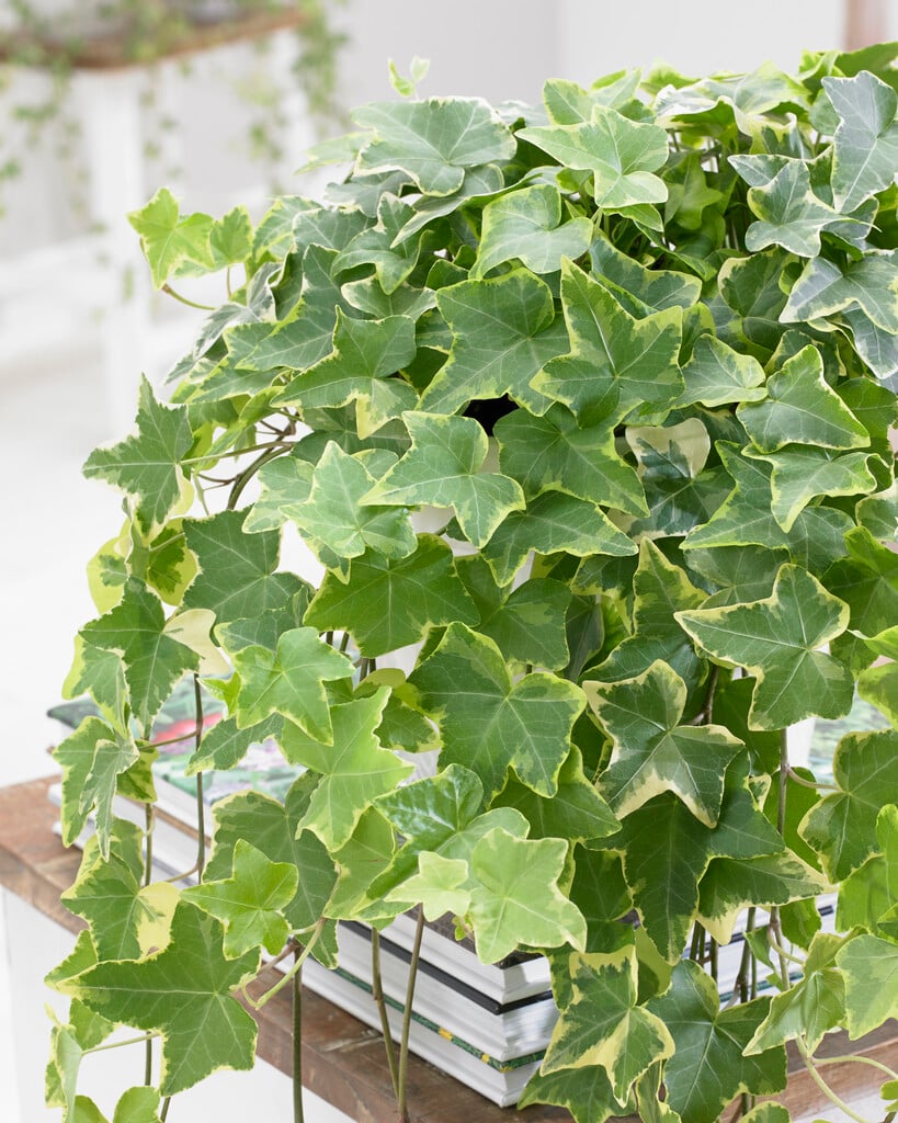 <i>Hedera</i> variegated