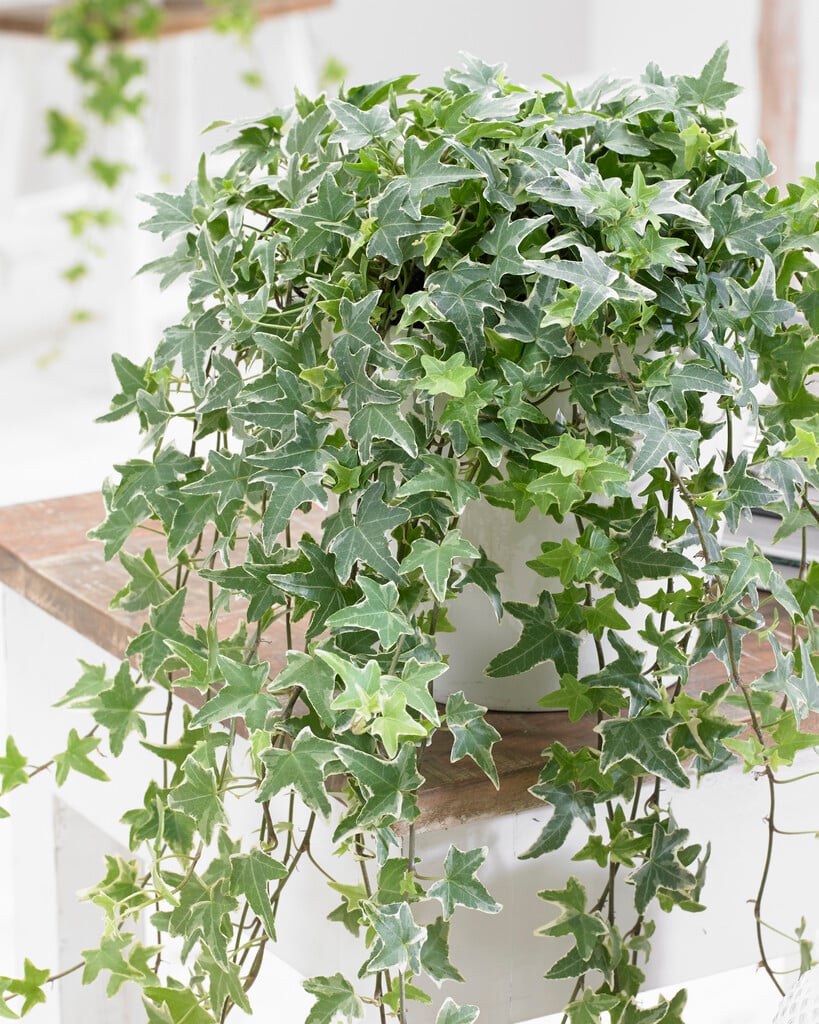 <i>Hedera</i> variegated