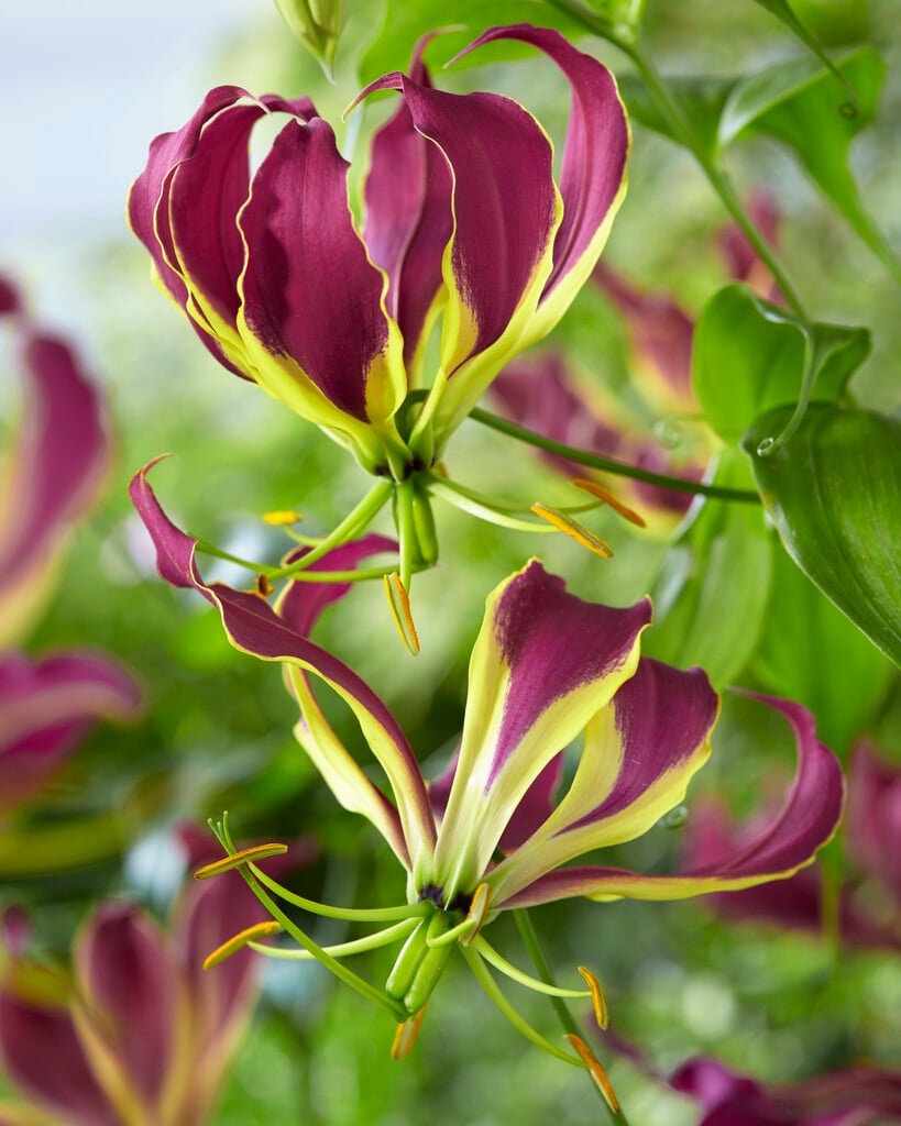 <i>Gloriosa</i> <i>superba</i> 'Carsonii'