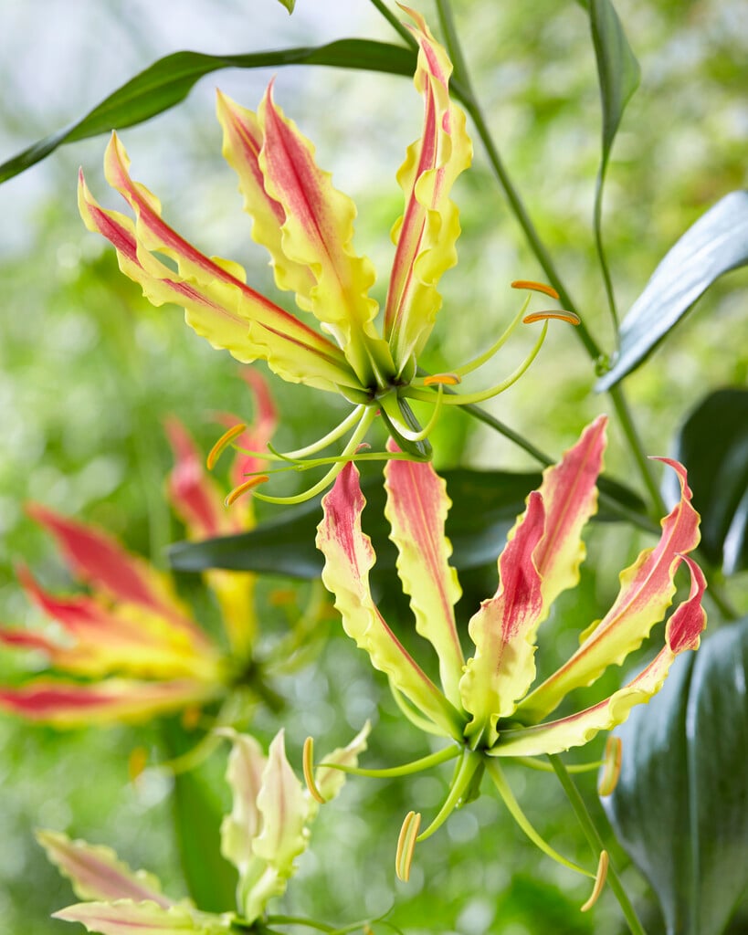 <i>Gloriosa</i> <i>superba</i> 'Sparkling Striped'
