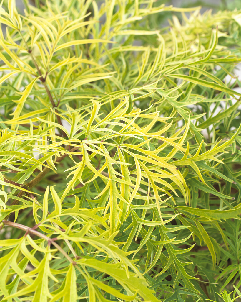 elderberry [Welsh Gold]