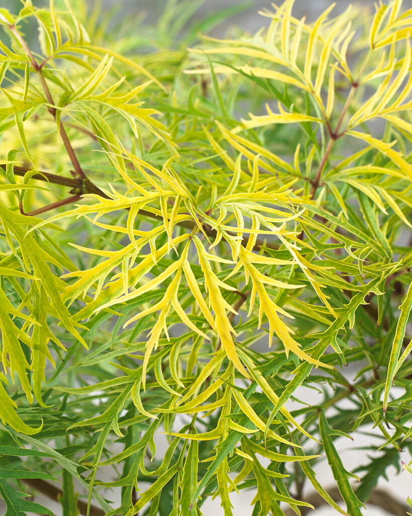 elderberry [Welsh Gold]