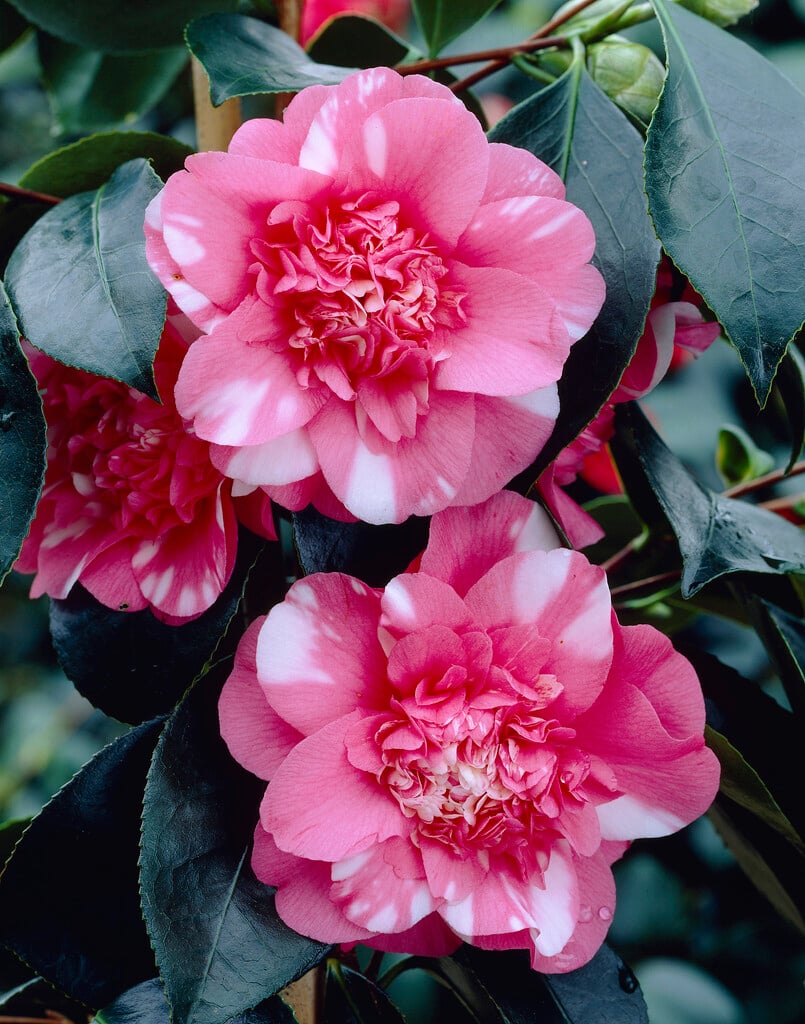 camellia Elegans'