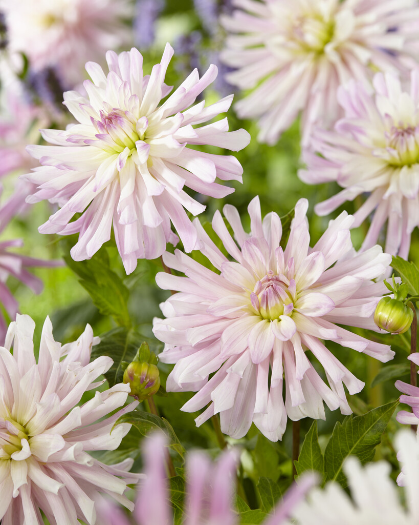 <i>Dahlia</i> 'Miss Sophie' (S-c)