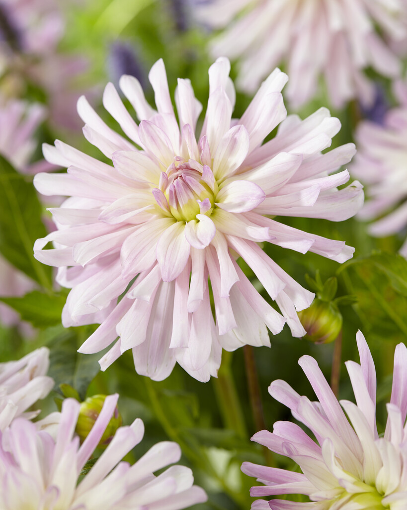 <i>Dahlia</i> 'Miss Sophie' (S-c)