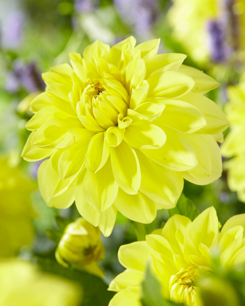 【再値下げ】YELLOWRAT YR FLOWER L/S TEE 新品S YELLOWRAT YR FLOWER L/S TEE 新品S