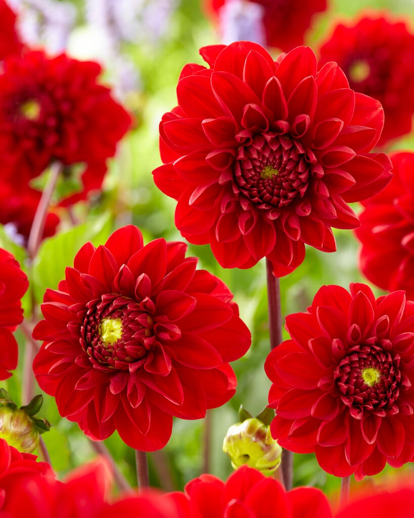 dahlia 'Breakpoint'