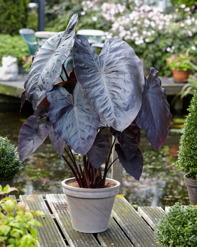 <em>Colocasia</em> <em>esculenta</em> 'Diamond Head' (Royal Hawaiian Series)