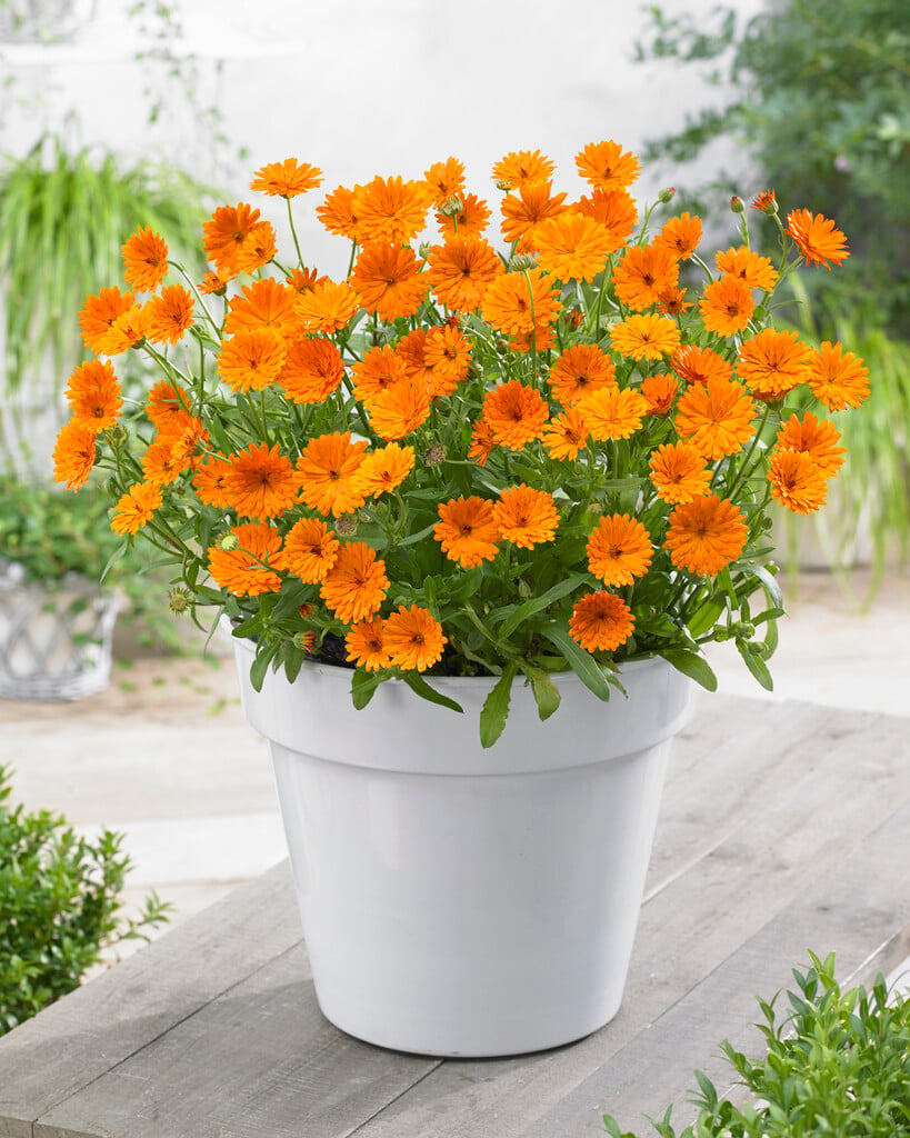 marigold [Winter Wonders Peach Polar]