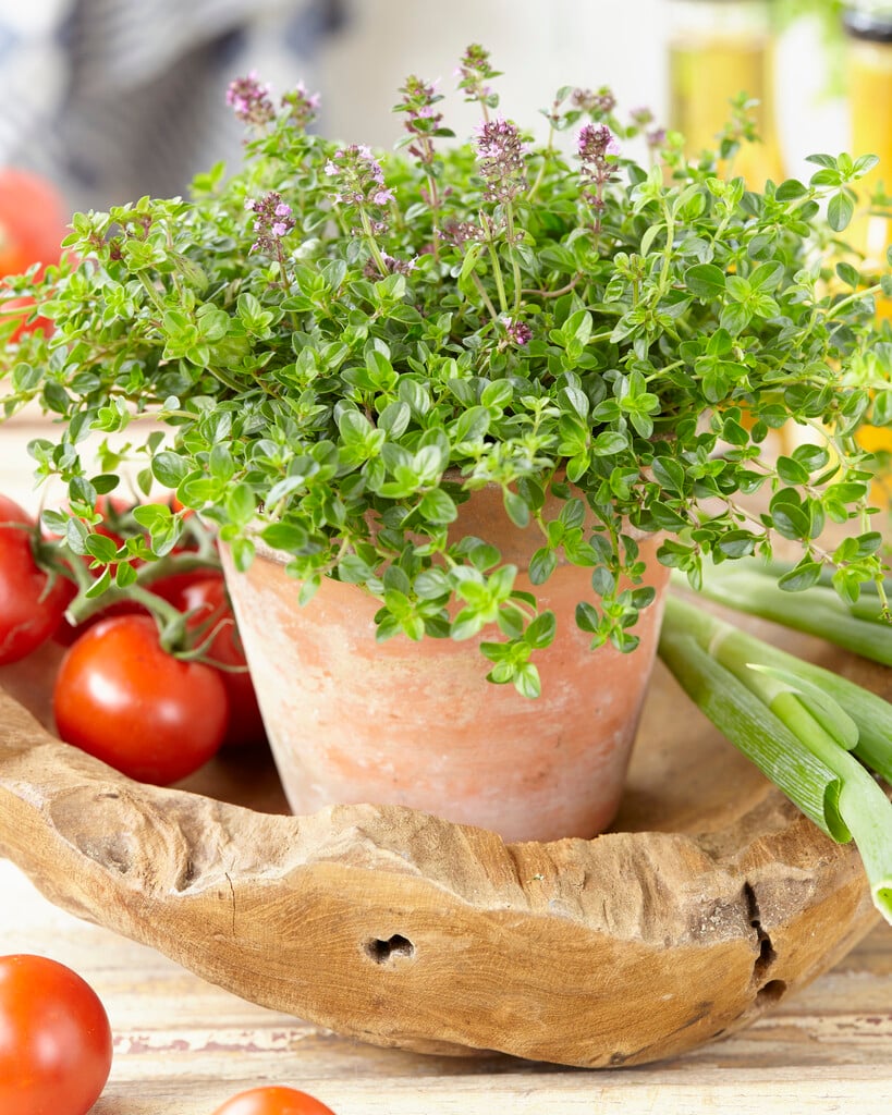 broad-leaved thyme 'Tabor'