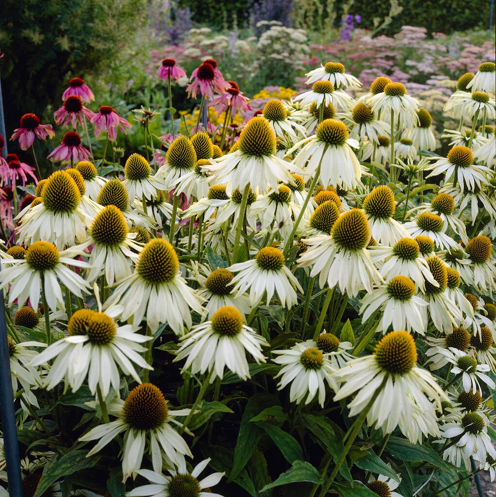 purple coneflower 'White Lustre'