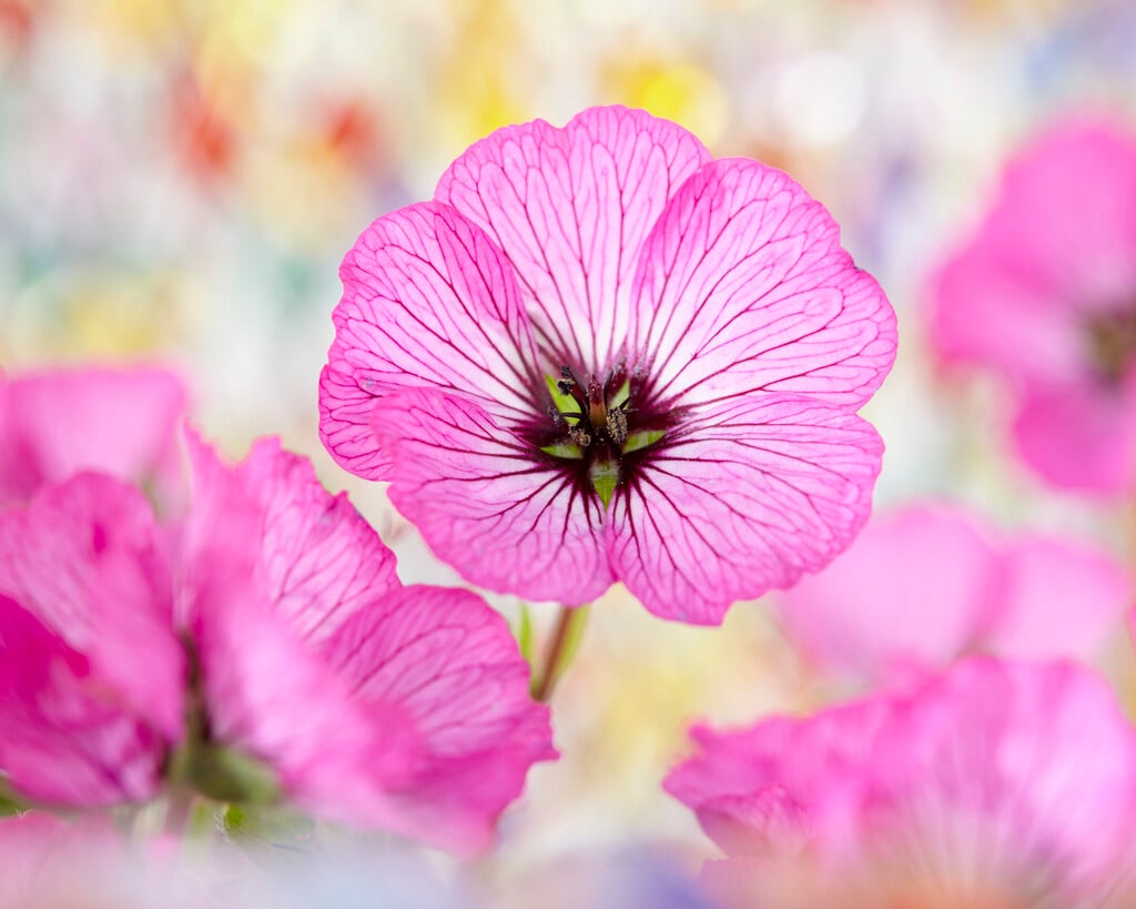 cranesbill [Jolly Jewel Pink]