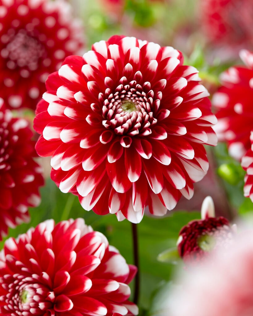dahlia 'Rothesay Herald'