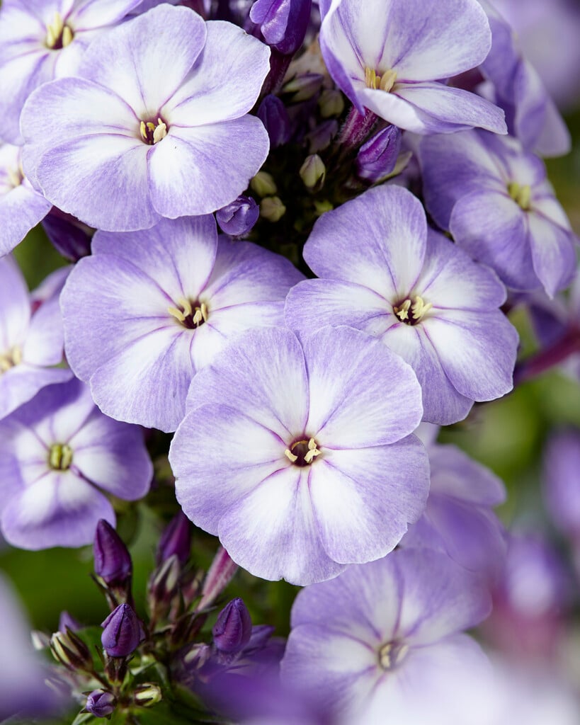 perennial phlox [Younique Old Blue]