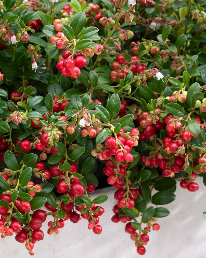 cowberry [Fireballs]