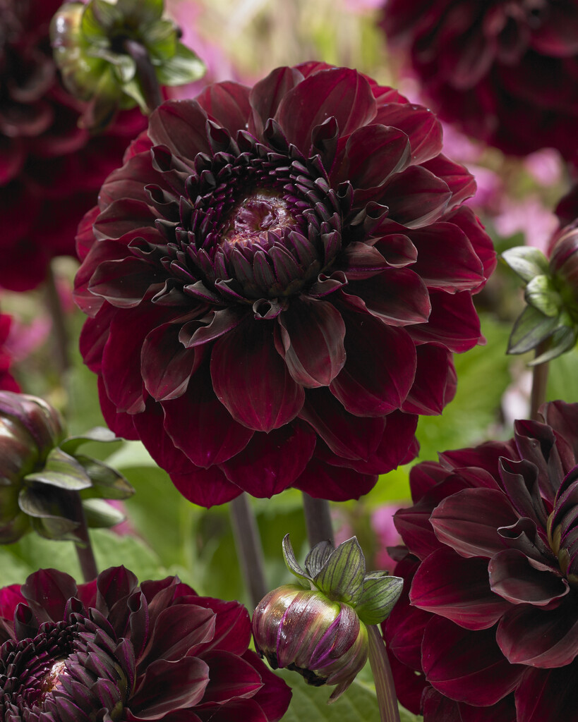 <i>Dahlia</i> 'Seniors Darkness' (D)