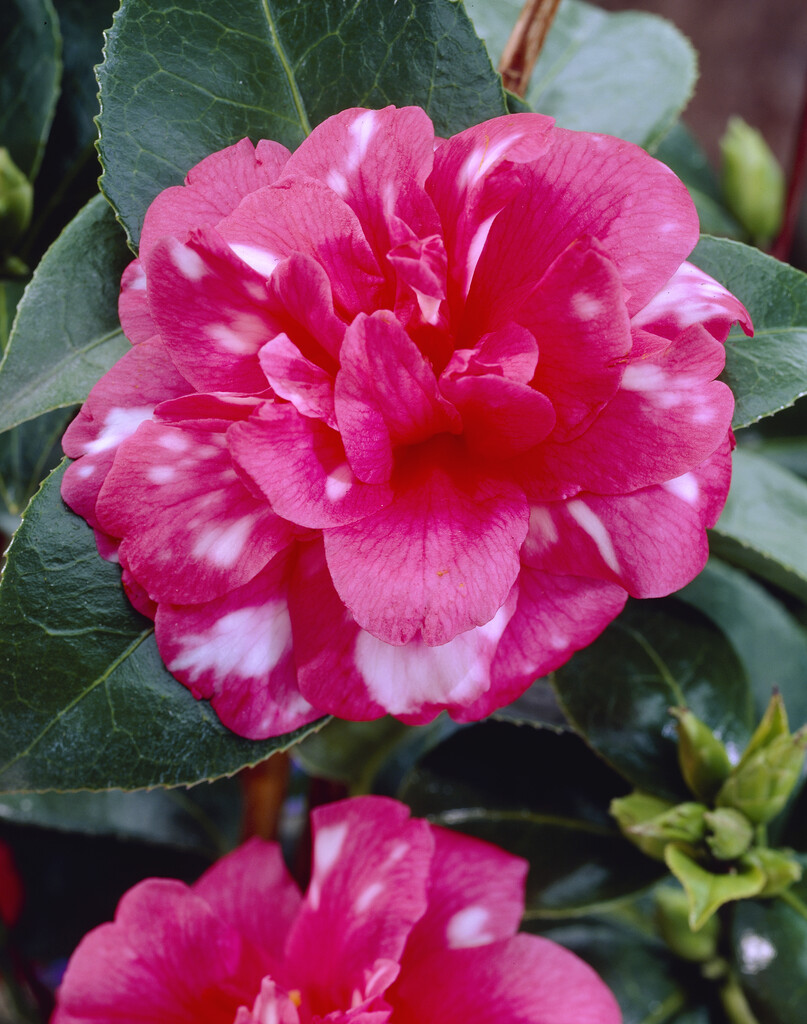 <em>Camellia</em> 'Nikisi Kerin'