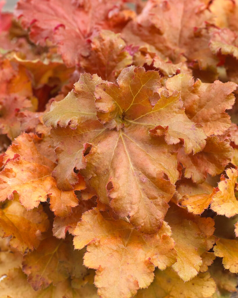 alum root 'Gojiberry'