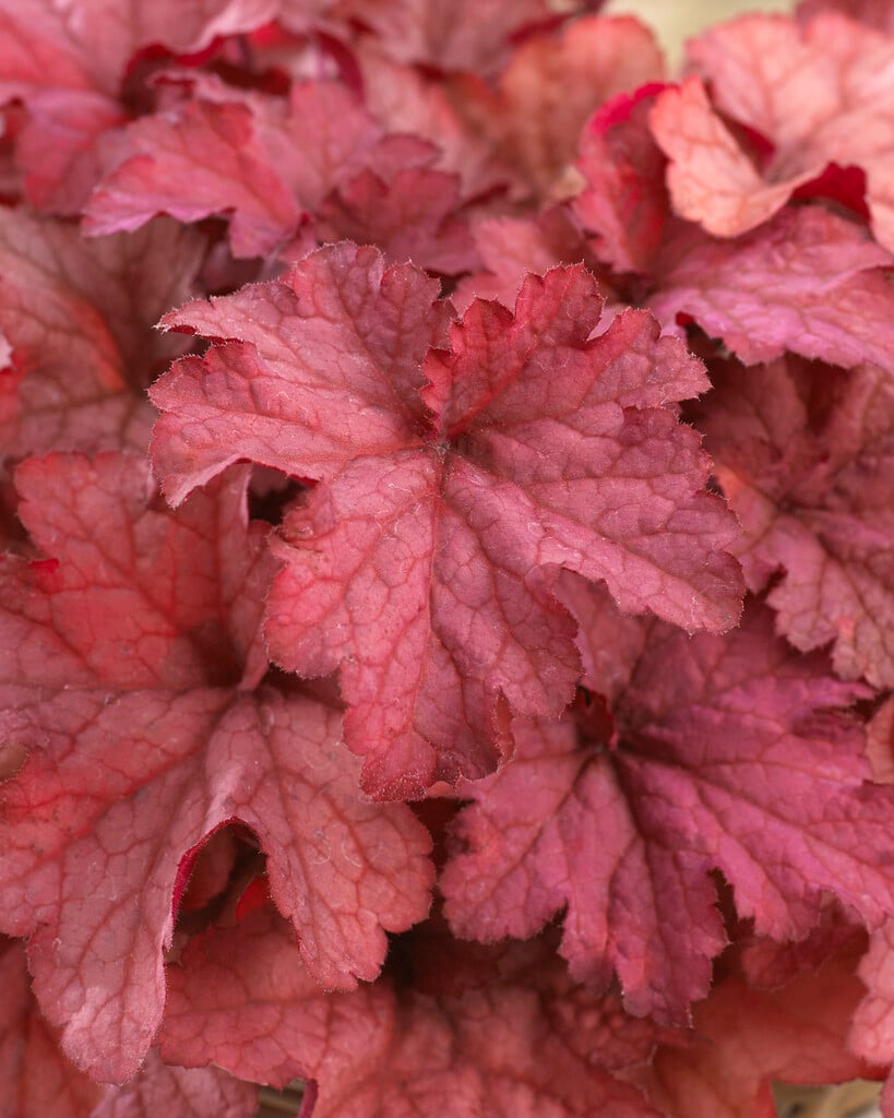 alum root 'Coralberry'