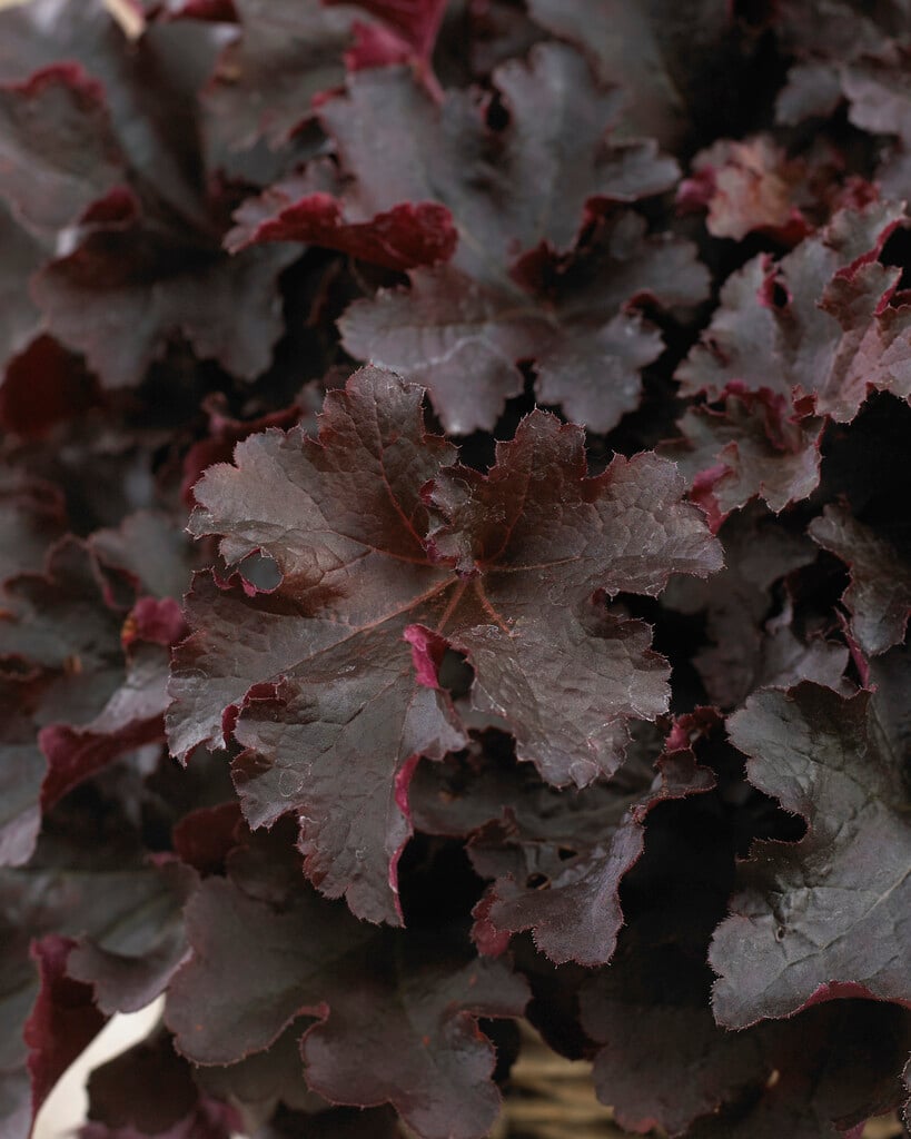 alum root 'Bilberry'