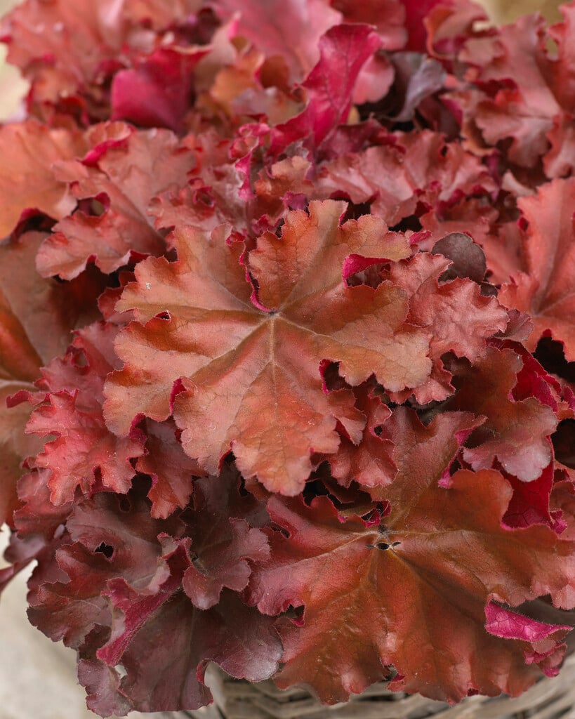 alum root 'Boysenberry'