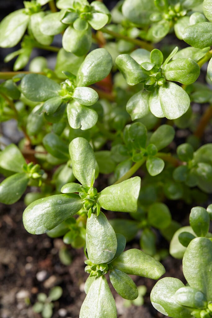 purslane