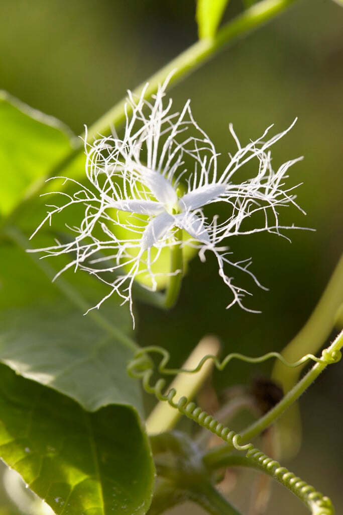 snake gourd