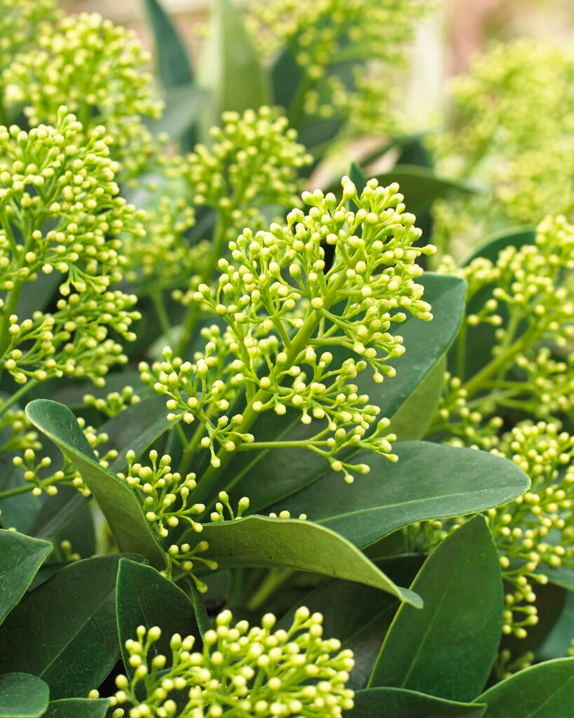 skimmia 'Finchy'