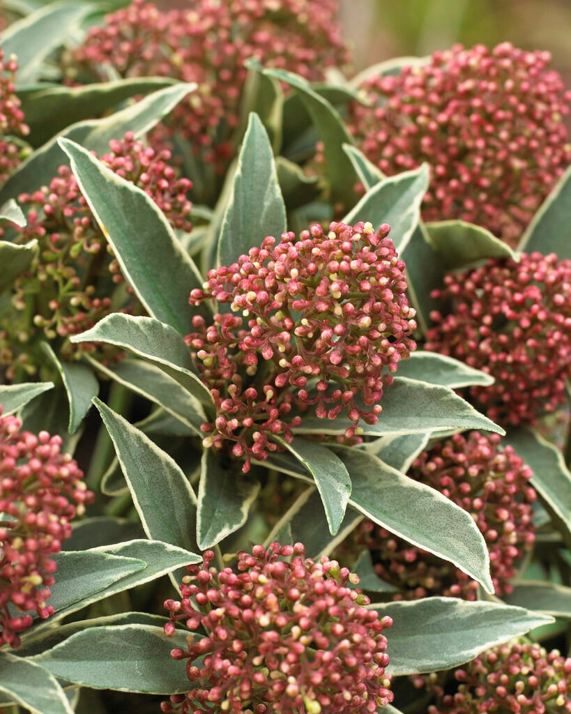 Japanese skimmia 'Mystic Marlot