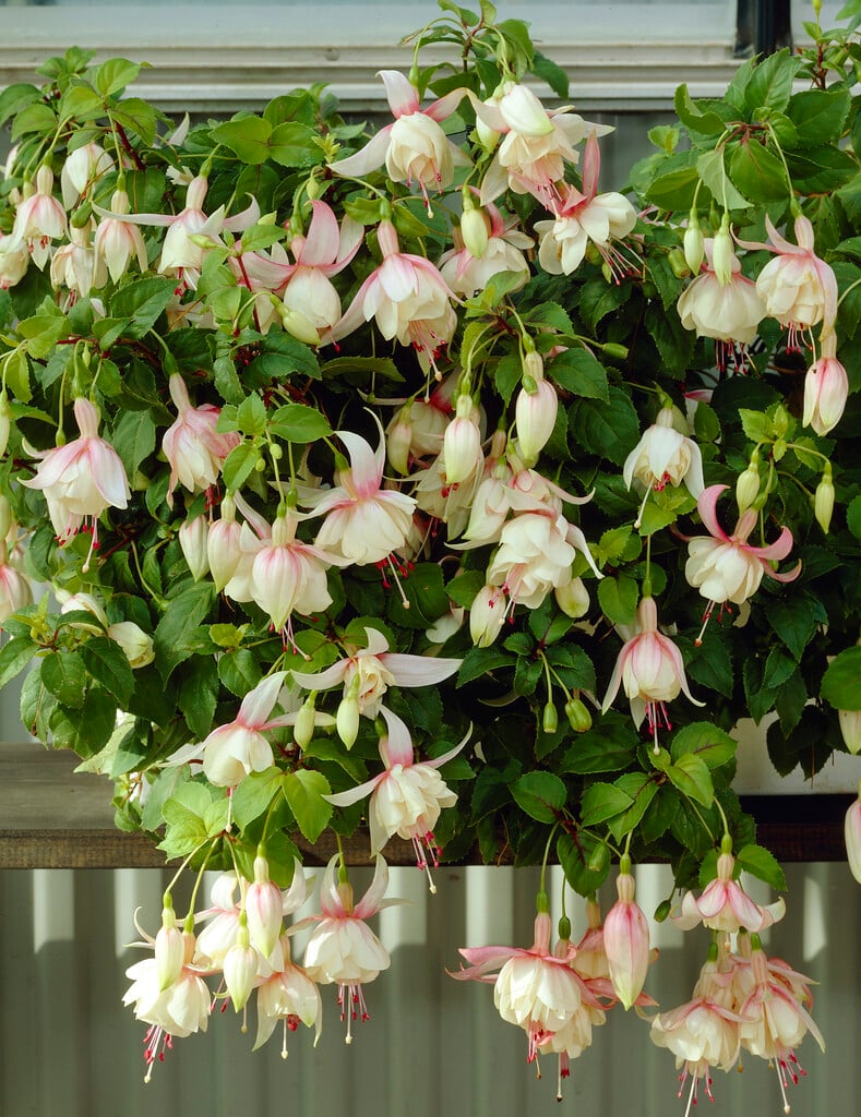 fuchsia 'Annabel'