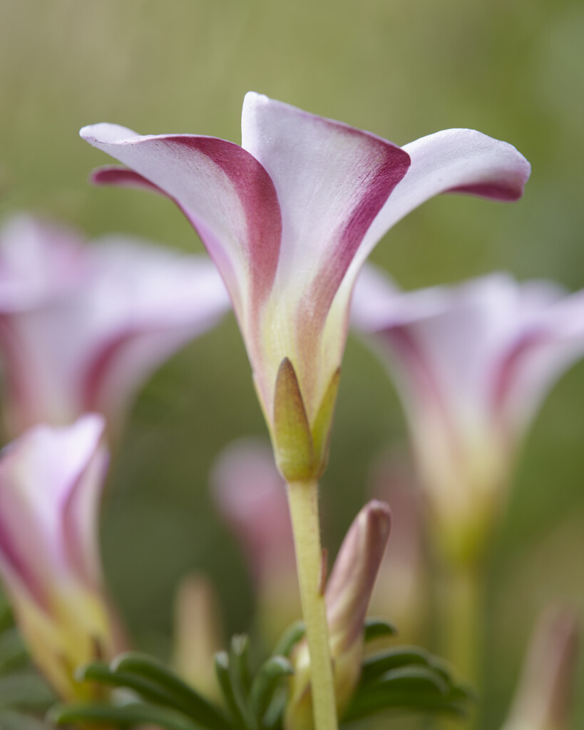<i>Oxalis</i> <i>flava</i> 'Autumn Pink'
