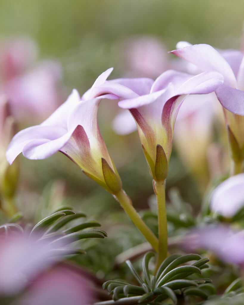 <i>Oxalis</i> <i>flava</i> 'Autumn Pink'
