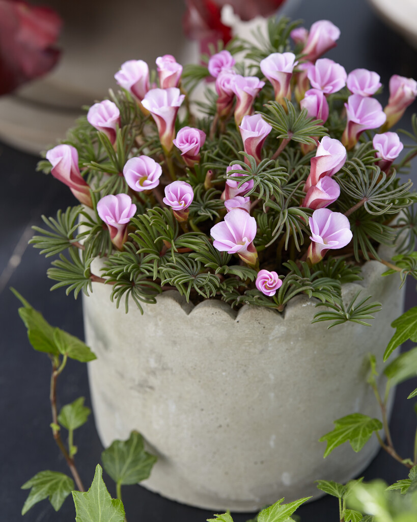 <i>Oxalis</i> <i>flava</i> 'Autumn Pink'