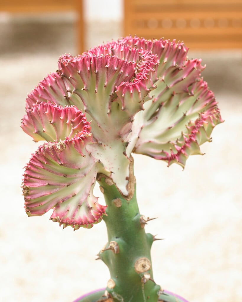 mottled spurge 'Cristata'
