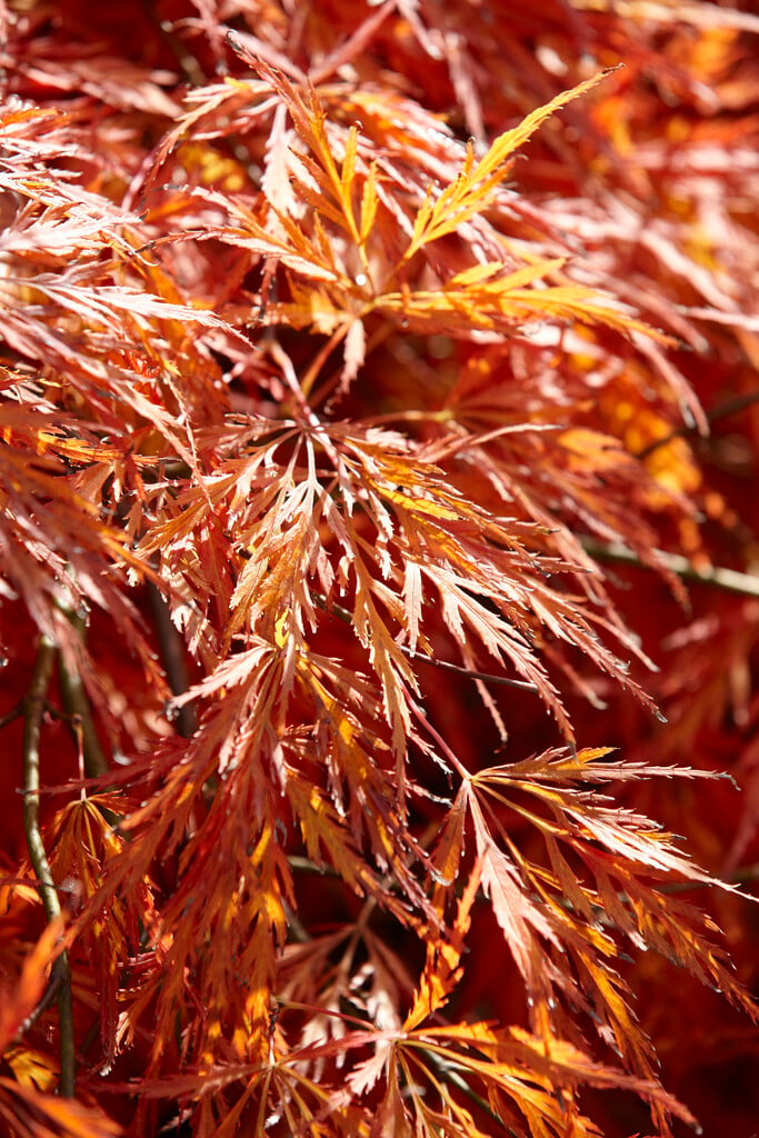 Japanese maple 'Dissectum'