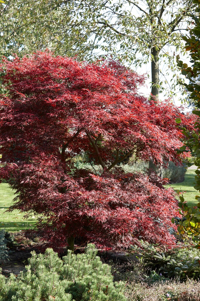 Acer palmatum &Lionheart& (D) | Japanese maple &Lionheart& Trees/RHS ...