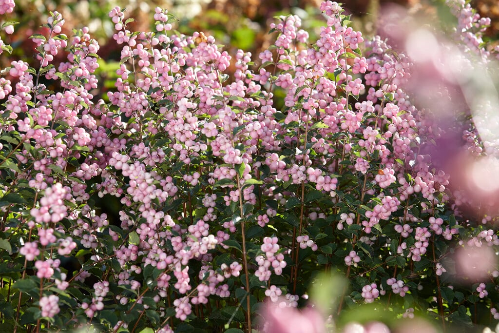 snowberry [Magical Sweet]