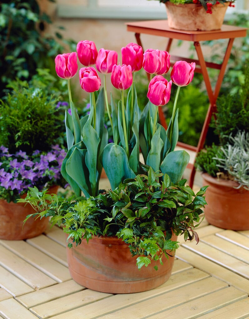 <i>Tulipa</i> 'Carola' (3)