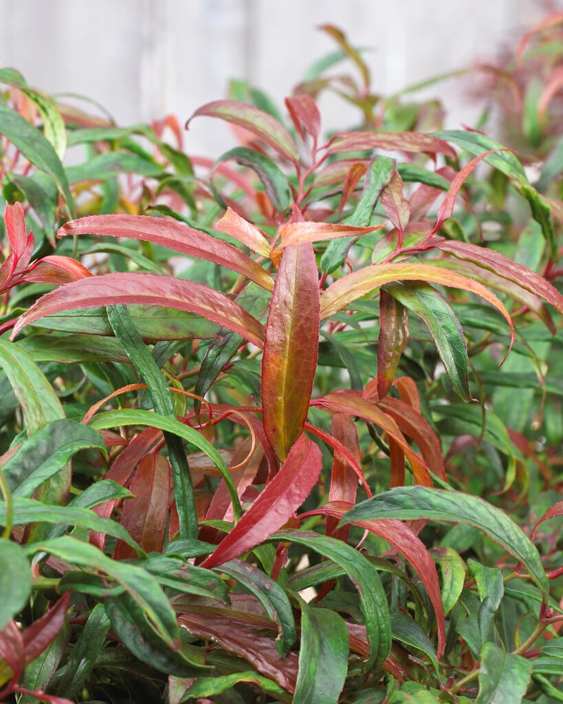 <i>Leucothoe</i> <i>keiskei</i> [<span style="font-variant: small-caps;">Halloween</span>] ('Opstal16')