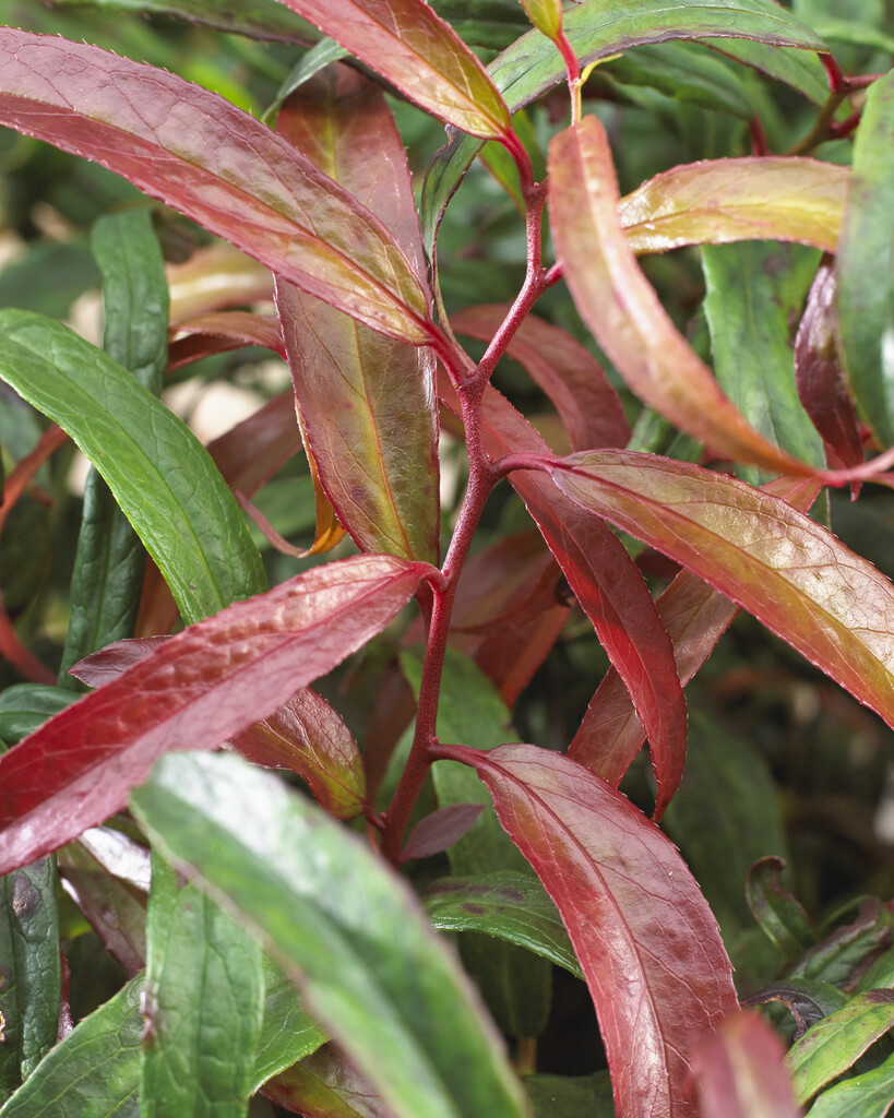 <i>Leucothoe</i> <i>keiskei</i> [<span style="font-variant: small-caps;">Halloween</span>] ('Opstal16')